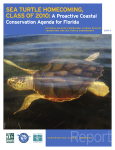 sea turtle homecoming - National Wildlife Federation