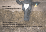 Herbivores Discussion Questions