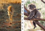 marsupials - Studyladder