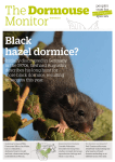 Black hazel dormice? - People`s Trust for Endangered Species