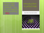 Introduction to pGLO lab