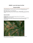 NOBANIS - Invasive Alien Species Fact Sheet – Cameraria ohridella