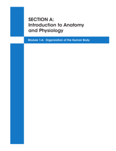 SECTION A: Introduction to Anatomy and Physiology