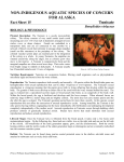 Fact Sheet No.15: Tunicate