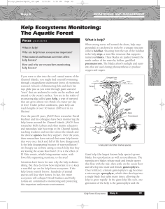 Kelp Ecosystems Monitoring: The Aquatic Forest