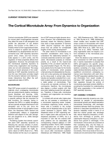 The Cortical Microtubule Array: From Dynamics to