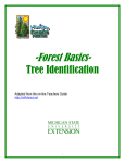 Forest Basics - Michigan Forests Forever