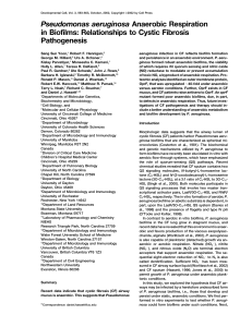 Pseudomonas aeruginosa Anaerobic Respiration in Biofilms