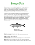 Forage Fish PDF