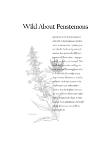 Wild About Penstemons 8.5x11Pur