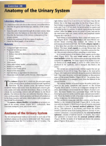 Anatomy of the Urinary System