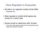 Gene Regulation in Eukaryotes