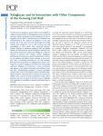 Xyloglucan and its Interactions with Other Components of the