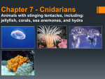 Chapter 7 - Cnidarians