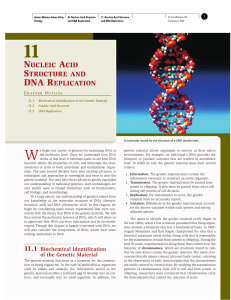 Chapter 11 - Nucleic Acid Structure and DNA Replication