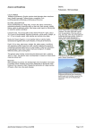Acacia xanthophloea - World Agroforestry Centre