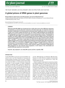 A global picture of tRNA genes in plant genomes