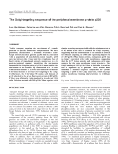 Golgi-targeting sequence of p230 - Journal of Cell Science