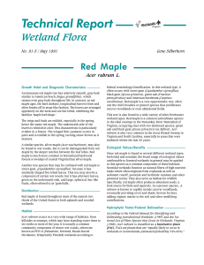 Red Maple - Center for Coastal Resources Management