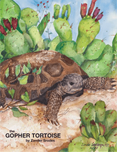pdf - Gopher Tortoise Council