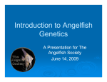 Introduction to Angelfish Genetics