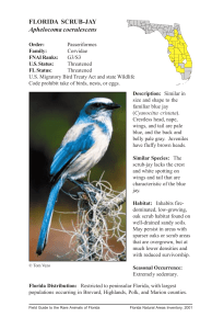 FLORIDA SCRUB-JAY Aphelocoma coerulescens