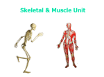 Functions of the skeletal system