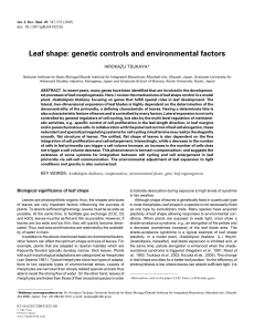 Leaf shape: genetic controls and environmental factors