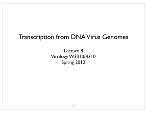 Transcription from DNA Virus Genomes
