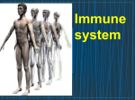 Immune System (powerpoint view)