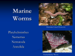 Marine Worms