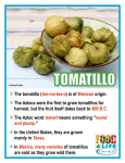 The tomatillo (toe-ma-tea-o) is of Mexican origin. The Aztecs were