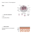 Session 2, Lecture 1, Tissue background Tissue : A cellular