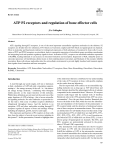 ATP P2 receptors and regulation of bone effector cells