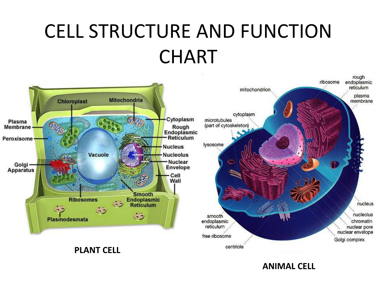Cell Parts Structure And Function Chart