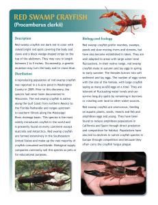 red swamp crayfish