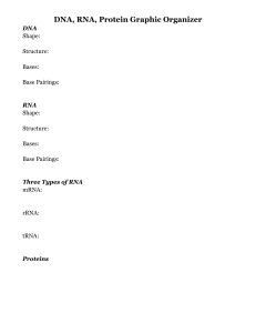 DNA, RNA, Protein Graphic Organizer