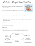 Cell respiration Practice