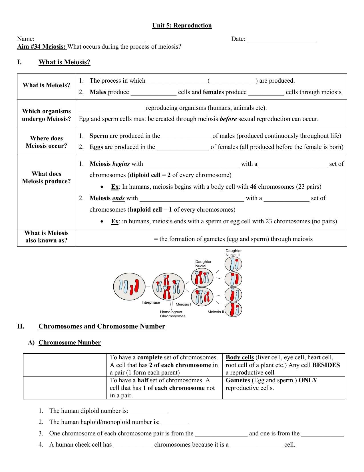I. What is Meiosis? II. Chromosomes and Chromosome Number