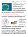 p. 546 p. 547 Chromosomes and Inheritance