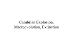 Cambrian Explosion, Macroevolution, Extinction