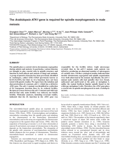 ATK1 is required for male meiotic spindle