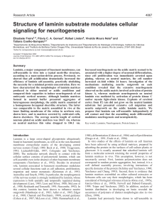 Cathepsin B–green fluorescent protein