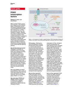 FOXO transcription - Stanford University