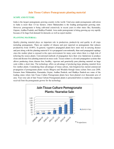 Jain Tissue Culture Pomegranate planting material