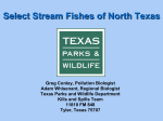 Select Stream Fishes of North Texas