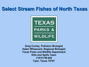 Select Stream Fishes of North Texas