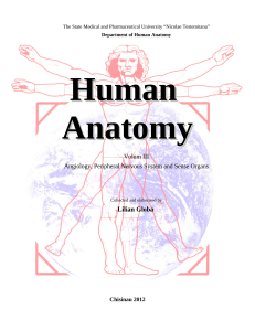 Human Anatomy - Anatomia omului