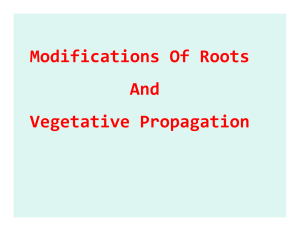 Modifications of roots