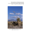 Structure and Function of Chihuahuan Desert